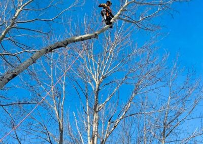 Tree climber on branch against blue sky.