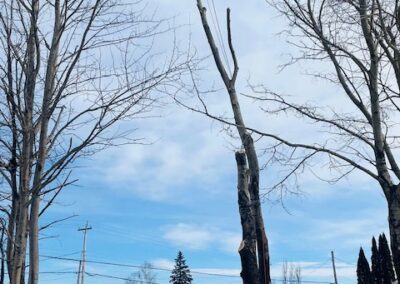 Tree worker climbing tall tree with equipment.