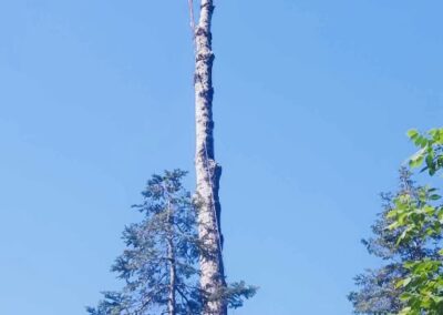 Person climbing tall tree, clear blue sky.