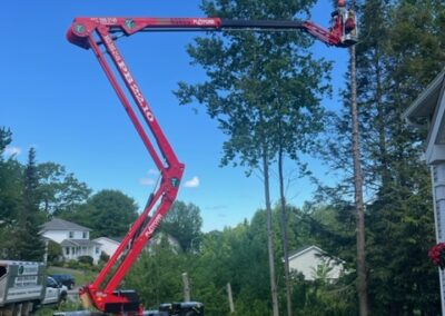 Cherry picker trimming tall tree branches.