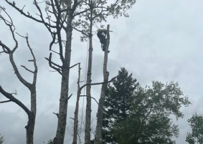 Person climbing tall tree in forested area.