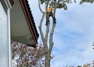Person climbing tree near house.