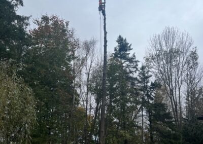 Person climbing tall tree with safety gear.