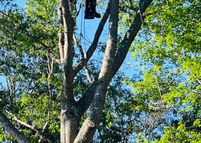 Tree worker climbing high in leafy tree.