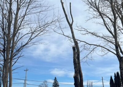 Tree worker climbing tall tree with ropes.
