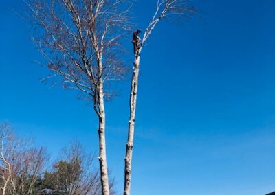 Person climbing tall tree under clear sky.