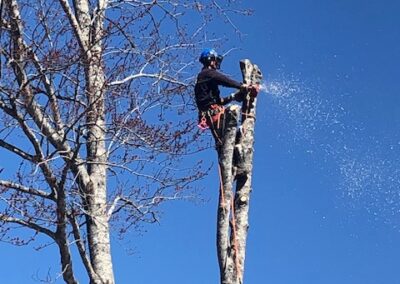 Tree worker cutting branches with chainsaw.