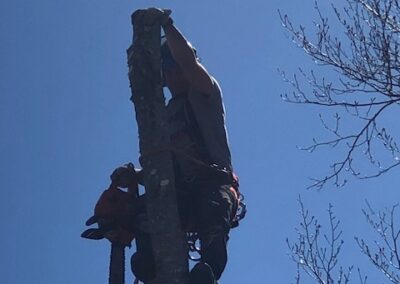 Tree climber with chainsaw on trunk.