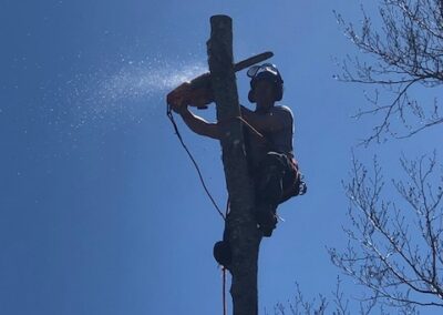 Tree worker cutting branch with chainsaw.